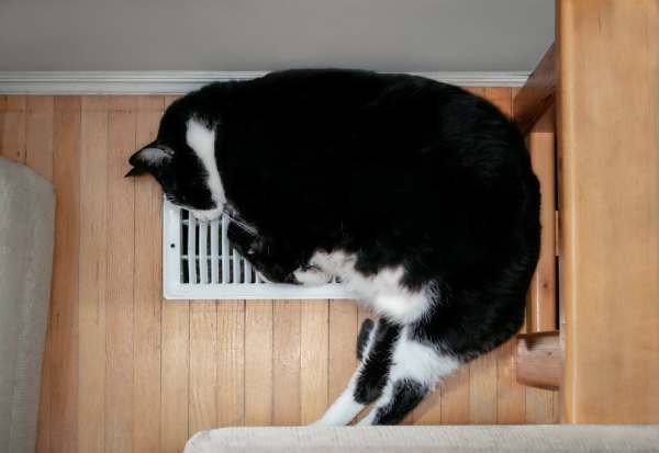 hvac services in the bay area cat on vent, furnace repair in the bay area